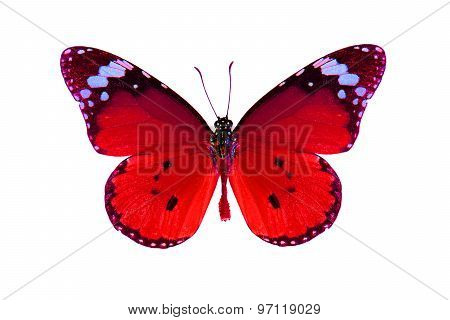 Plain Tiger Butterfly (danaus Chrysippus)
