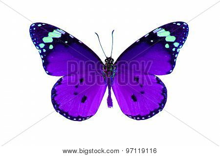 Plain Tiger Butterfly (danaus Chrysippus)