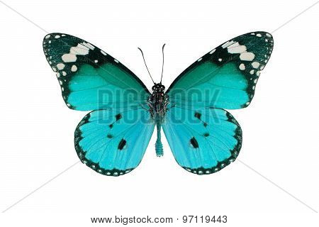 Plain Tiger Butterfly (danaus Chrysippus)