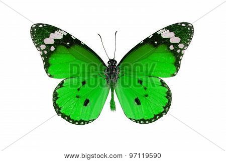 Plain Tiger Butterfly (danaus Chrysippus)