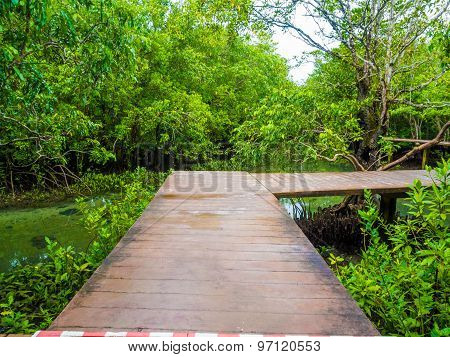 Wooden Pathway In Flooded Rain Forest Jungle
