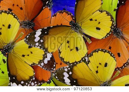 Plain Tiger Butterfly (danaus Chrysippus)