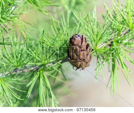 Cone Larch (lárix)