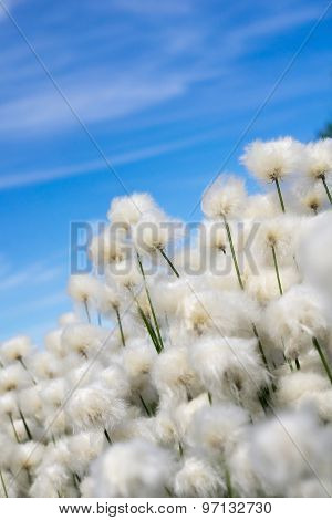 Cotton Grass On A Background Of Blue Sky