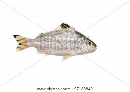 Grunter Fish Isolated On White Background.