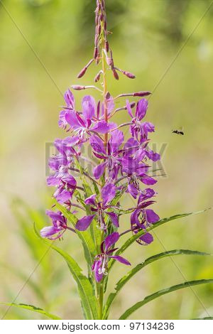 Open Flower Willow Tea