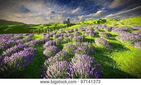 Lavender fields 