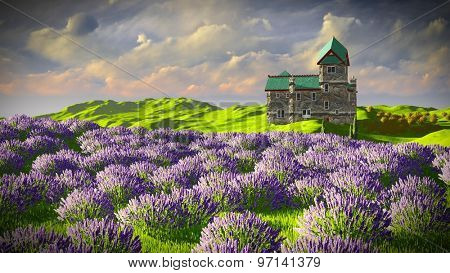 Lavender fields 