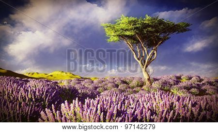 Lavender fields 