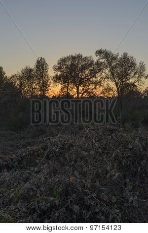 Dead Kudzu