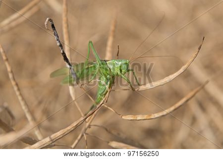 Grashopper in a colza field