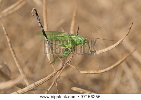 Grashopper in a colza field