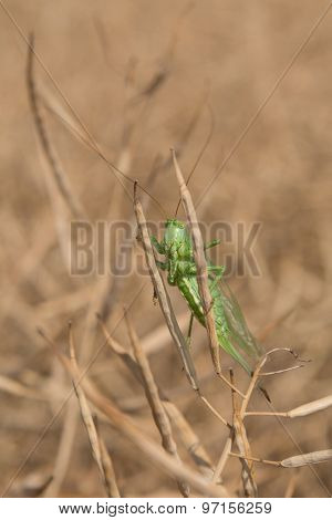Grashopper in a colza field