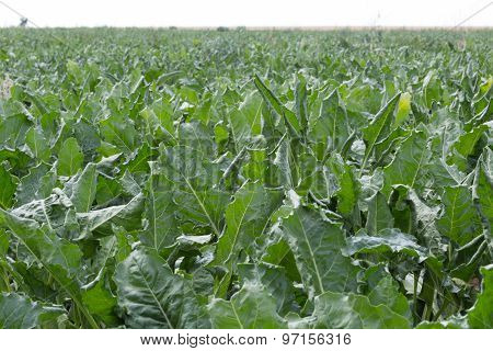sugar beet field