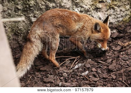 Red fox (Vulpes vulpes). Wild life animal. 