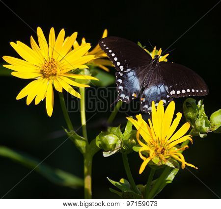 Spicebush Swallowtail