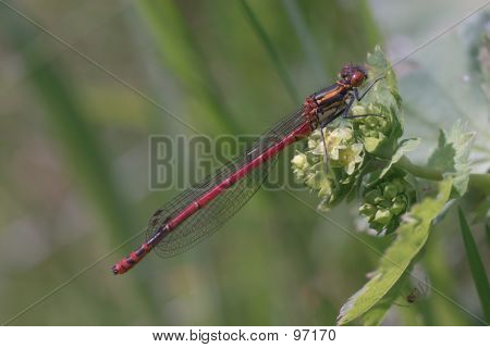 Libelle (Pyrrhosoma Nymphula)