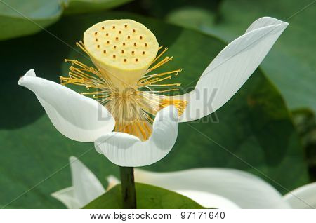 Vietnamese Flower, White Lotus Flower