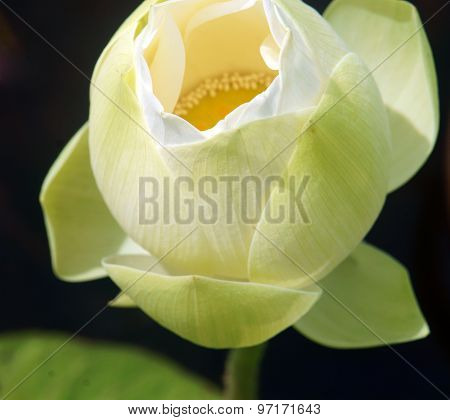 Vietnamese Flower, White Lotus Flower