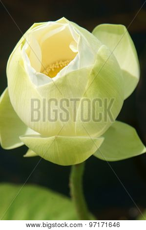 Vietnamese Flower, White Lotus Flower