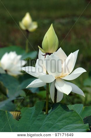 Vietnamese Flower, White Lotus Flower