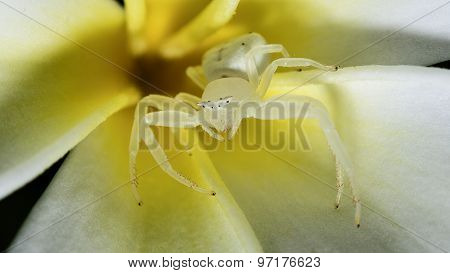 Spider white Macro