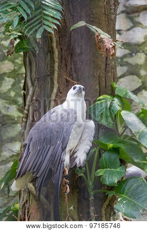 White-bellied Sea Eagle