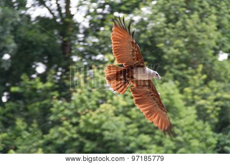 Eagle in Flight