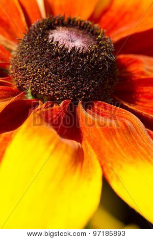 Close up Flower