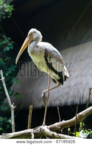 lesser adjutant on branch