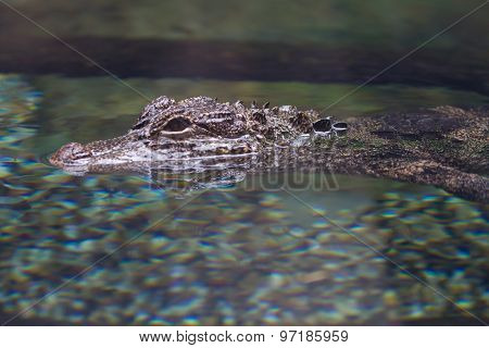 Baby Crocodile
