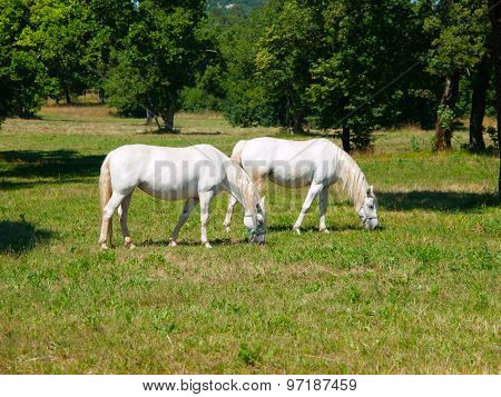 Lipizzaner horses