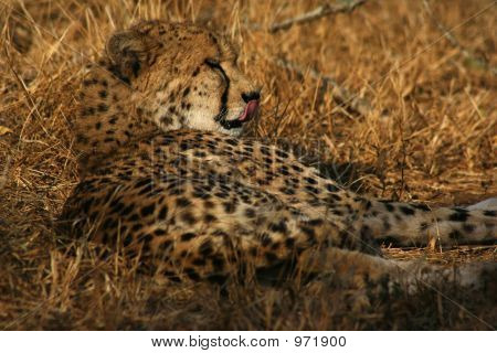 African Cheetah