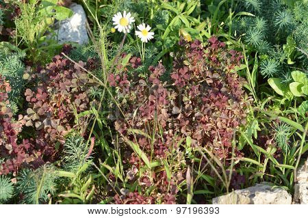 flower beds