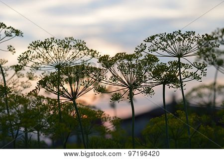 Dill at sunset
