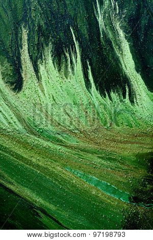 Green algae