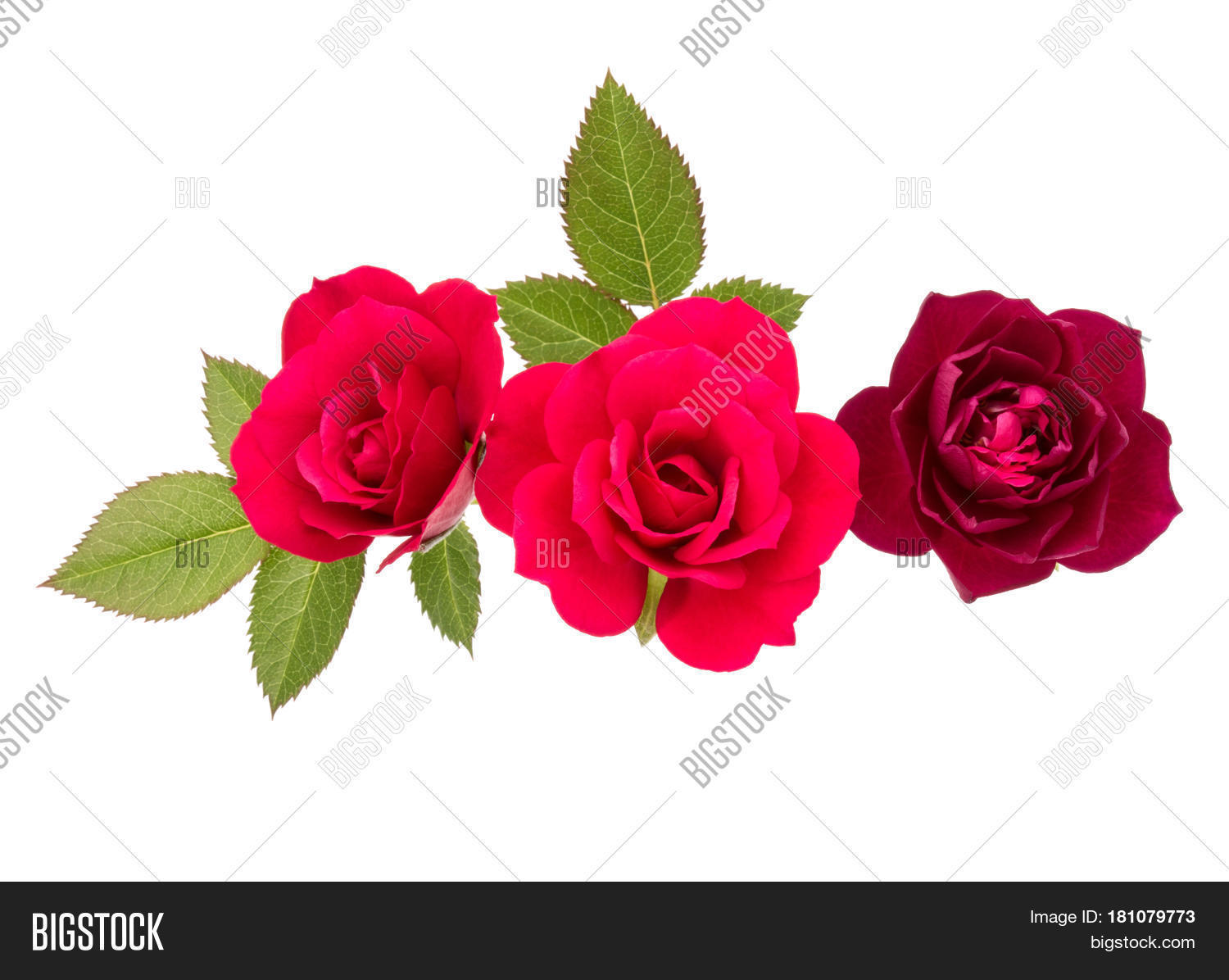 Red Rose Flower Image & Photo (Free Trial) Bigstock