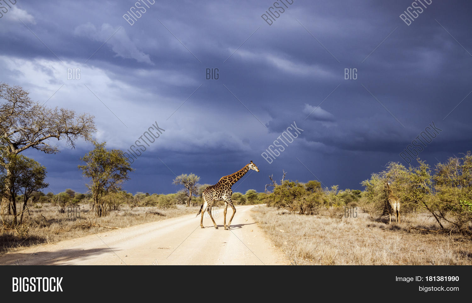 Image Preview