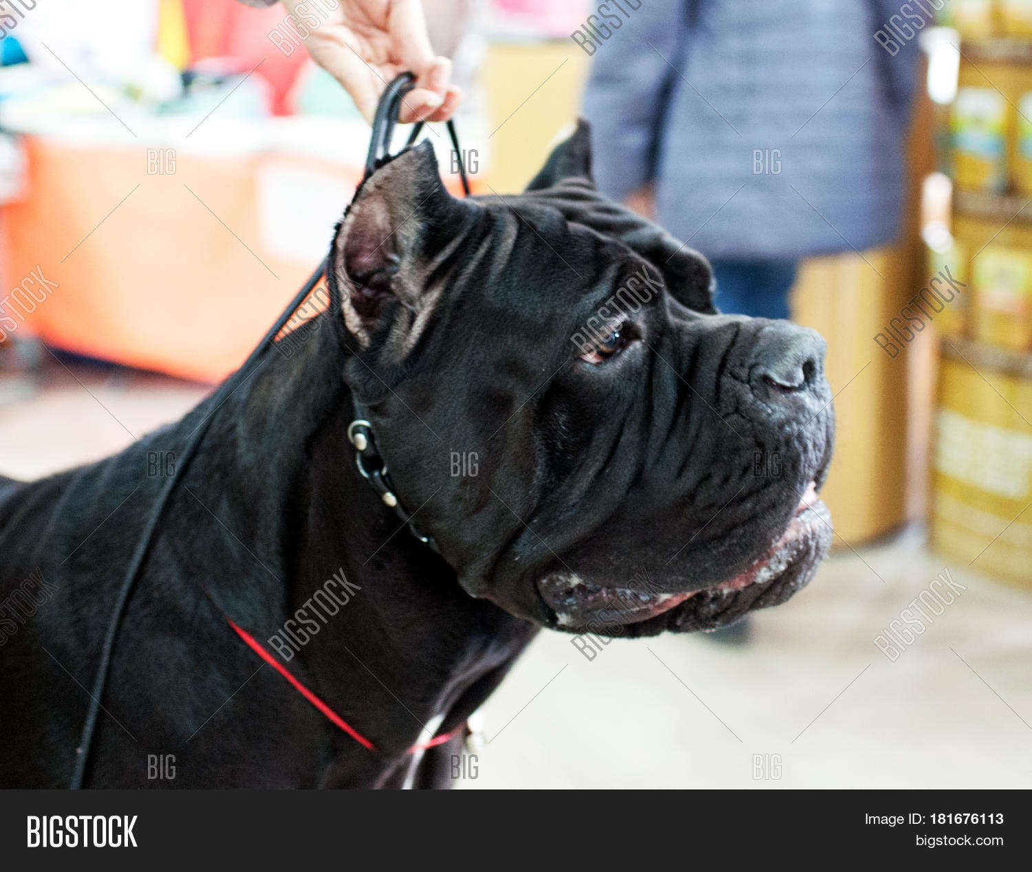 Cane Corso Dog Show Image Photo Free Trial Bigstock