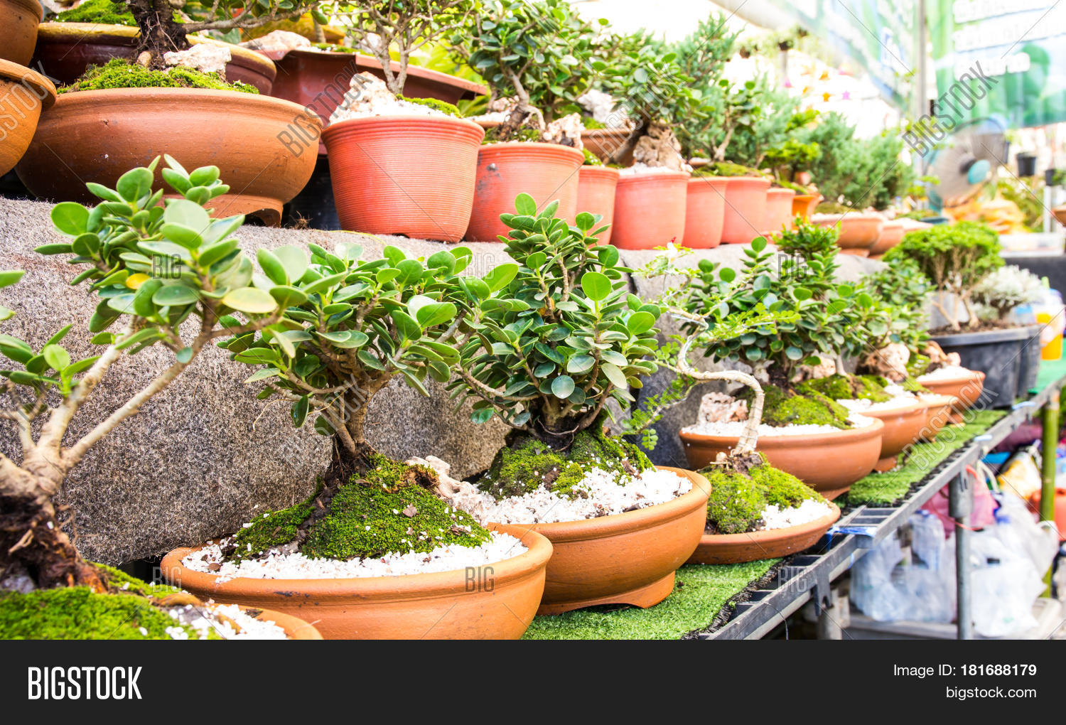 Close Bonsai Flower Image & Photo (Free Trial) Bigstock