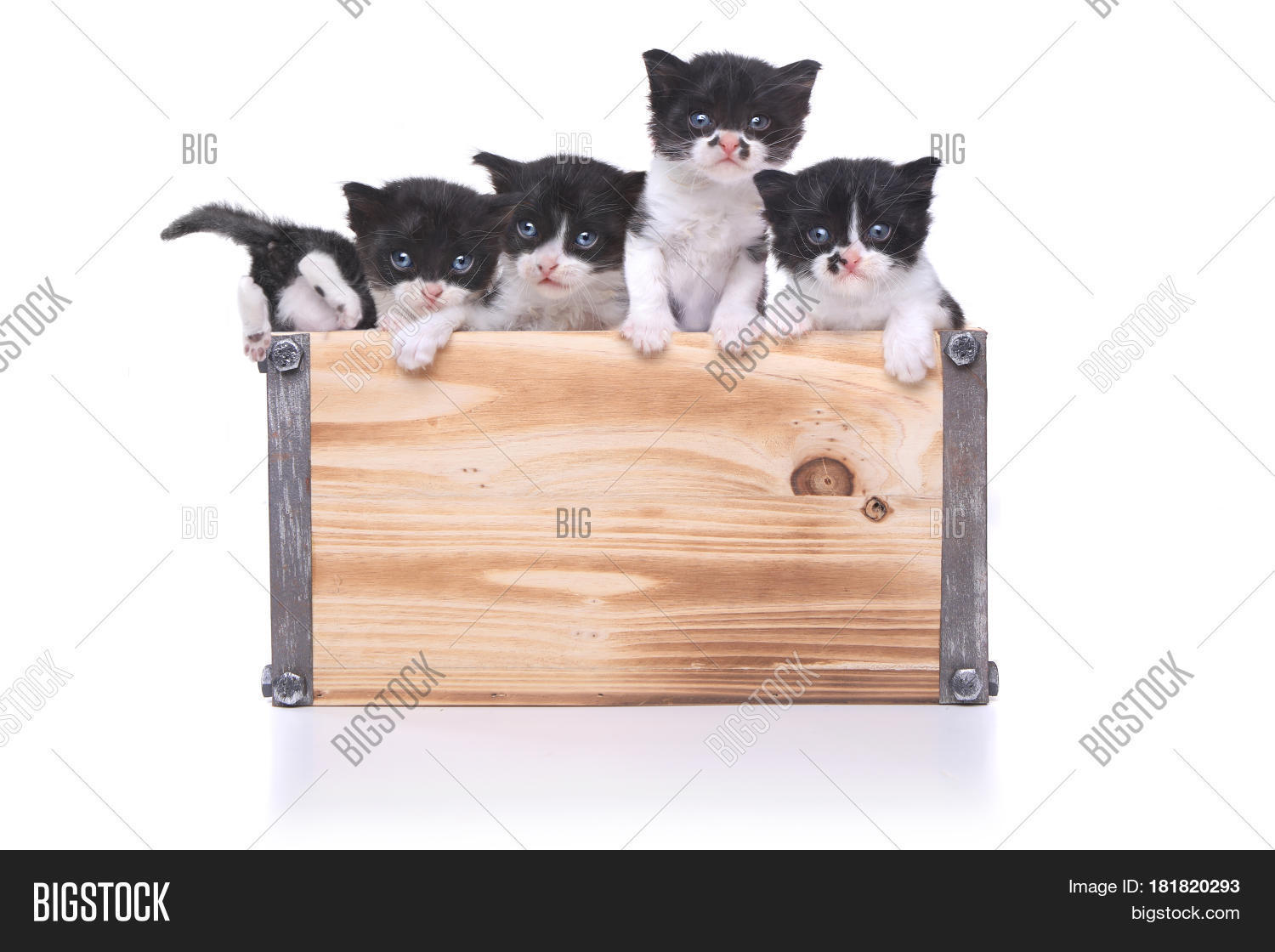 Cute Box Kittens Image & Photo (Free Trial) Bigstock