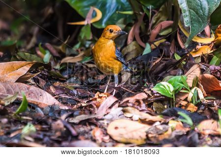 Orange-headed Thrush (geokichla Citrina) Bird