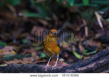 Orange-headed Thrush (geokichla Citrina) Bird