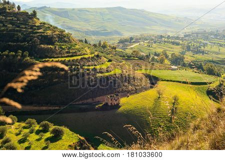 View of olive grove in the sicilian countryside