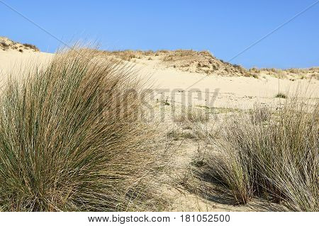 Natural Grass And Plants On The Sand Dunes