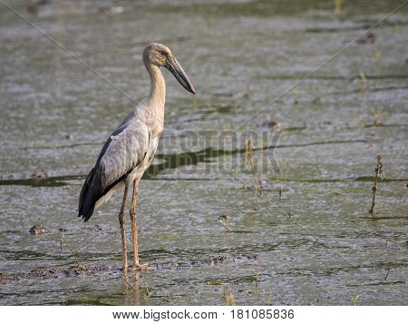 Image of Asian openbill stork on natural background. Wild Animals.