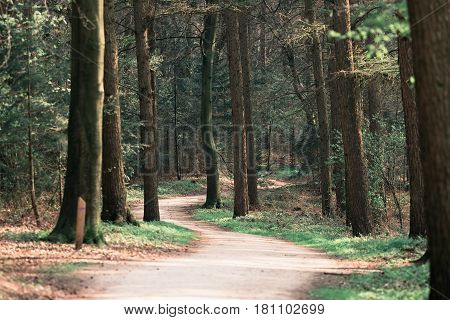Footpath In Spring Forest With Vanishing Point Perspective.