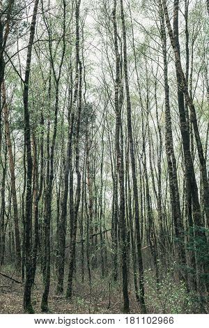 Tall Tree Trunks In Forest. Gelderland. The Netherlands.
