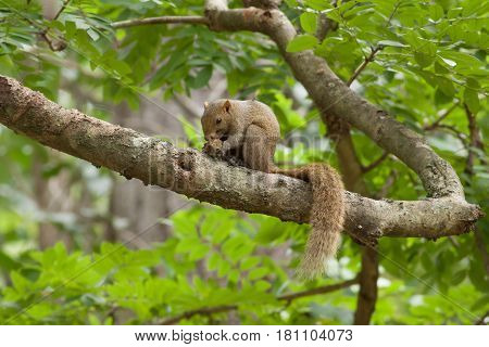 The small squirrel eating fruit on the tree stick