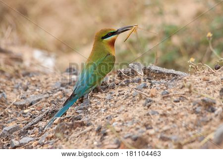 Blue-tailed Bee-eater bird stand on the sand ground with the dragon fly